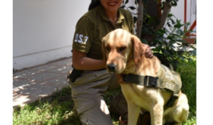 translated from Spanish: Anti-drug police dog returns home after 7 days lost