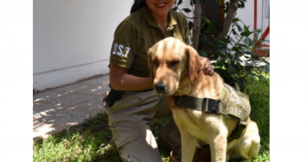 Anti-drug police dog returns home after 7 days lost