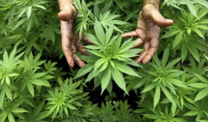 translated from Spanish: Celebrates PRD resolution on marijuana for recreational use
