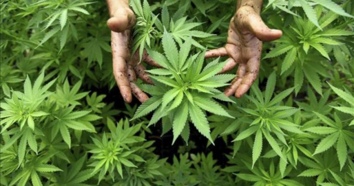 Celebrates PRD resolution on marijuana for recreational use
