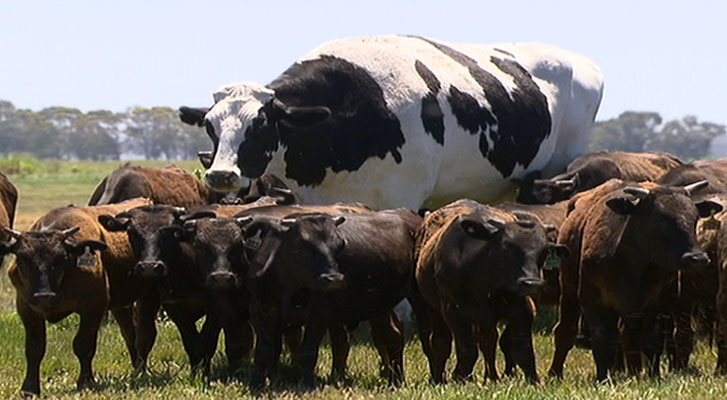 Knickers, la “vaca gigante” de Australia, mide casi dos metros de altura