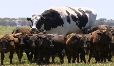 translated from Spanish: Knickers, la “vaca gigante” de Australia, mide casi dos metros de altura