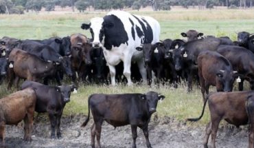 translated from Spanish: La historia de la “vaca gigante” australiana que se volvió viral