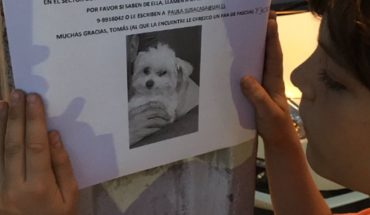 translated from Spanish: La tierna recompensa de un niño que busca a su perrita perdida en Vitacura