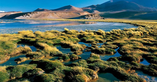 La trágica y creciente pérdida de la biodiversidad en Chile