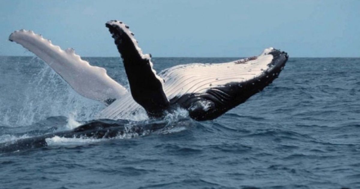 Las ballenas viven un ciclo de “revolución cultural” cada dos años