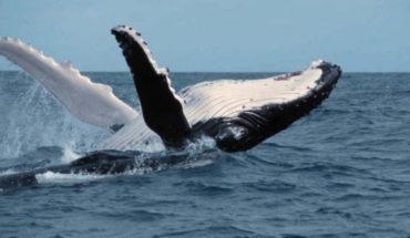 translated from Spanish: Las ballenas viven un ciclo de “revolución cultural” cada dos años