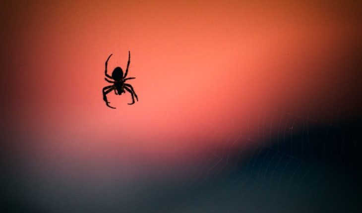 translated from Spanish: Learn the curious spider that is all the rage for his resemblance to a dog