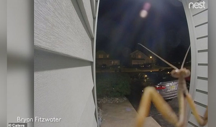 translated from Spanish: Mantis activates the doorbell to the horror of their owners who see a giant bug on the camera