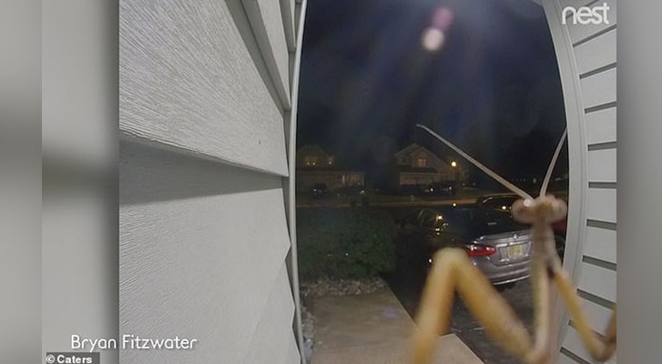 Mantis activates the doorbell to the horror of their owners who see a giant bug on the camera