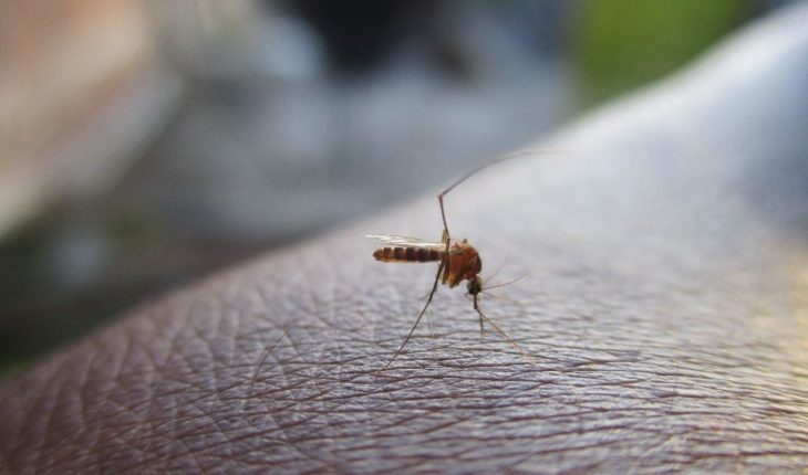 Reports Jalisco mil 555 cases of dengue fever; Van 3 deaths