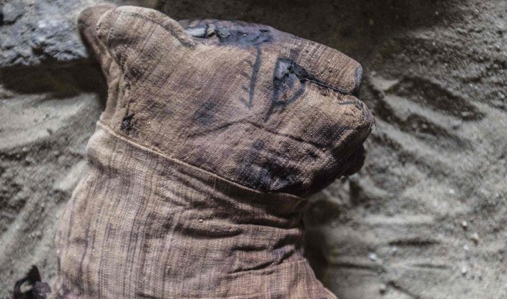 translated from Spanish: The fascinating discovery of the cats mummified in Egypt