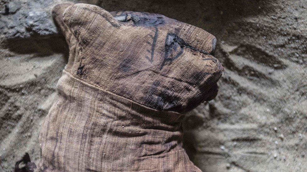 The fascinating discovery of the cats mummified in Egypt