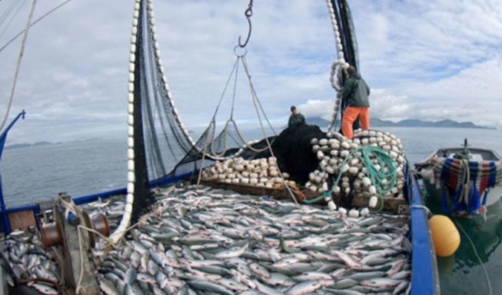 translated from Spanish: The strategy of the fishing industry; lies, lies something will