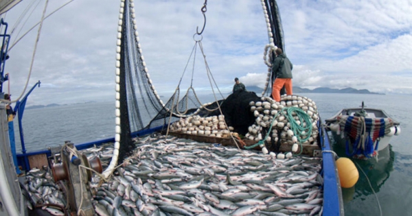 The strategy of the fishing industry; lies, lies something will