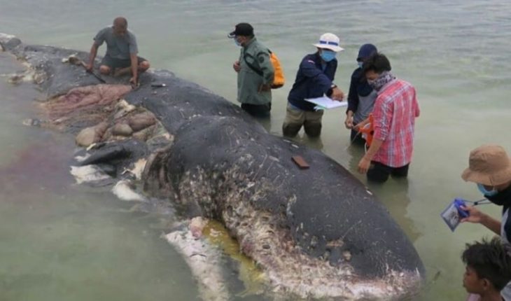 translated from Spanish: They found whale life with thousands of plastic objects in the stomach