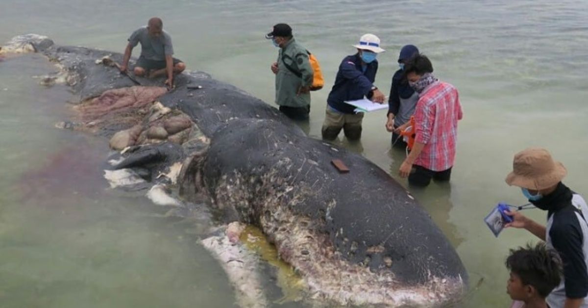 They found whale life with thousands of plastic objects in the stomach