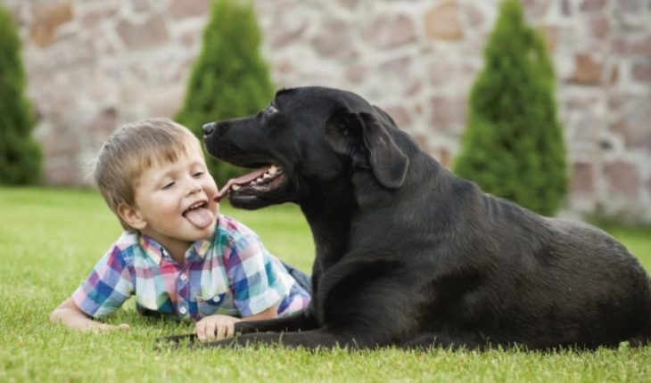 translated from Spanish: Ticks and fleas can cause fever in humans and lameness in pets