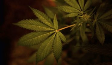 Uruguay inaugura laboratorio industrial para cannabis médico