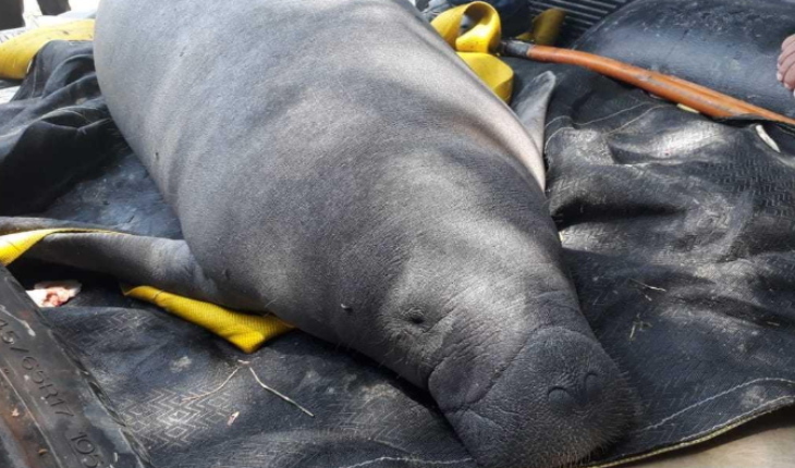 translated from Spanish: Why killed 48 manatees in Tabasco?