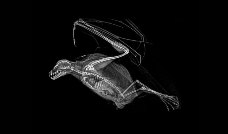 ¡Increíbles radiografías de animales! — Rock&Pop