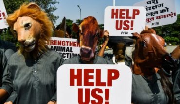 Animalistas abogan por un lenguaje inclusivo para animales