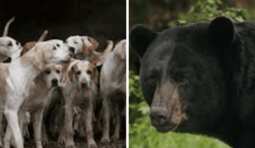 Atacaban osos con jaurías de perros; hay 9 detenidos
