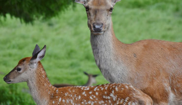 Cazador furtivo estadounidense fue condenado a ver “Bambi”