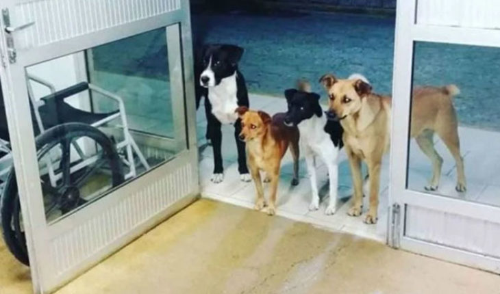 Cuatro perros esperaron fielmente a su amo afuera de un hospital, en Brasil