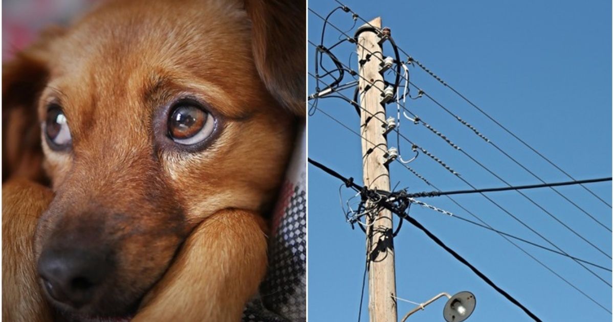 Cuelgan a perrito de cableado eléctrico en Hermosillo