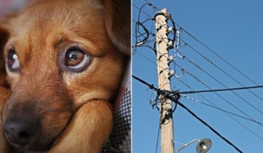 Cuelgan a perrito de cableado eléctrico en Hermosillo