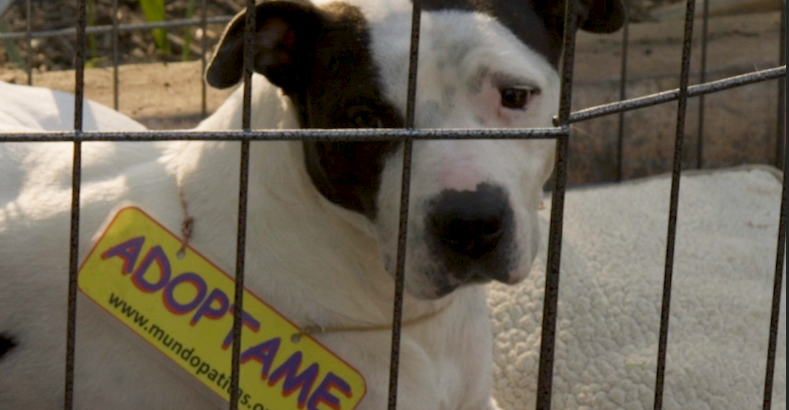 Diciembre, la época en la que más perritos son abandonados en CDMX