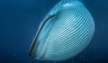 El satélite que ayuda a hacer un exhaustivo conteo de las ballenas del mundo