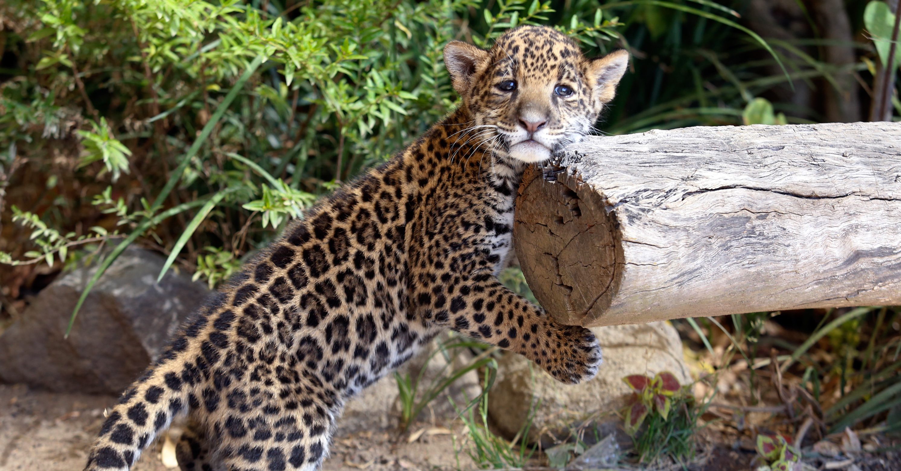 En riesgo 50% de los jaguares del país por el Tren Maya