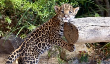 En riesgo 50% de los jaguares del país por el Tren Maya