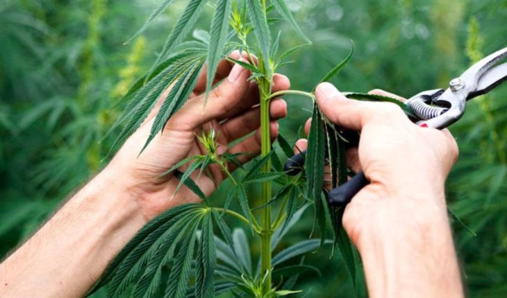 Estados Unidos avanza con la legalización del cultivo industrial de cannabis