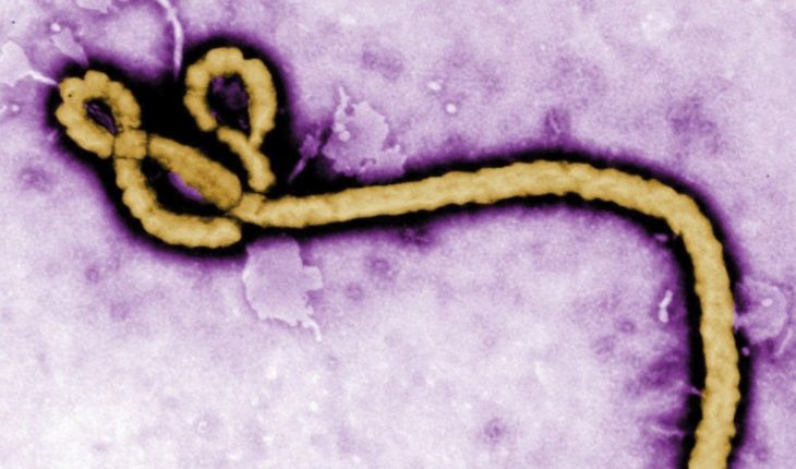 Hallan proteína en células humanas para combatir el ebola
