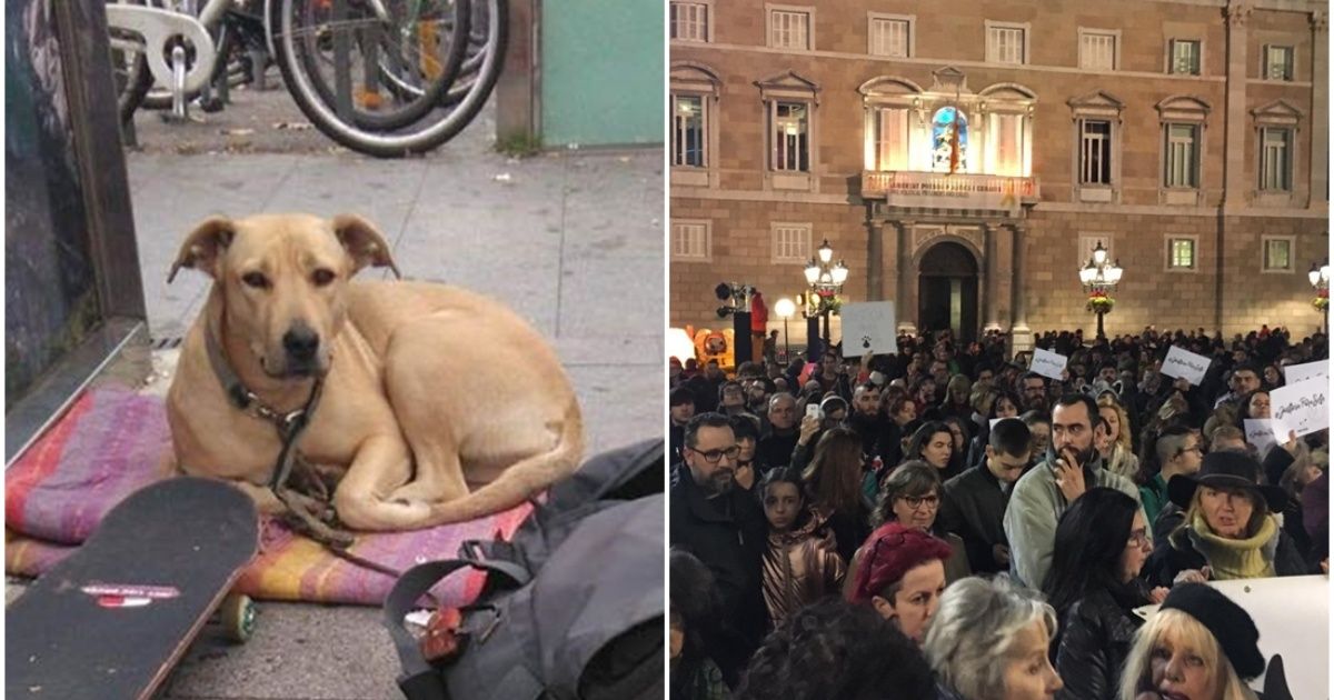Indignación en Barcelona porque un policía mató a una perra en la Gran Vía