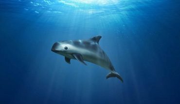 La vaquita marina y 372 especies, en riesgo por recortes