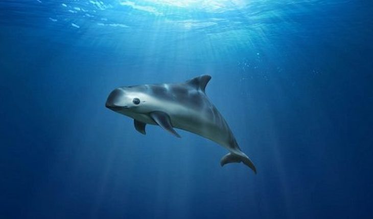 La vaquita marina y 372 especies, en riesgo por recortes
