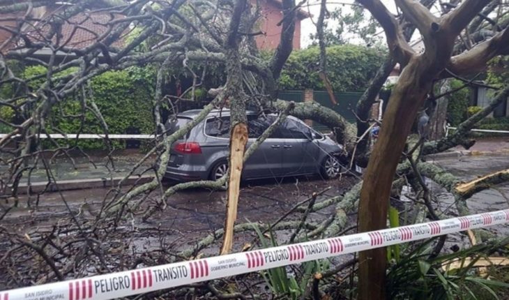 Los destrozos tras el temporal: árboles caídos y una antena rota en Avellaneda