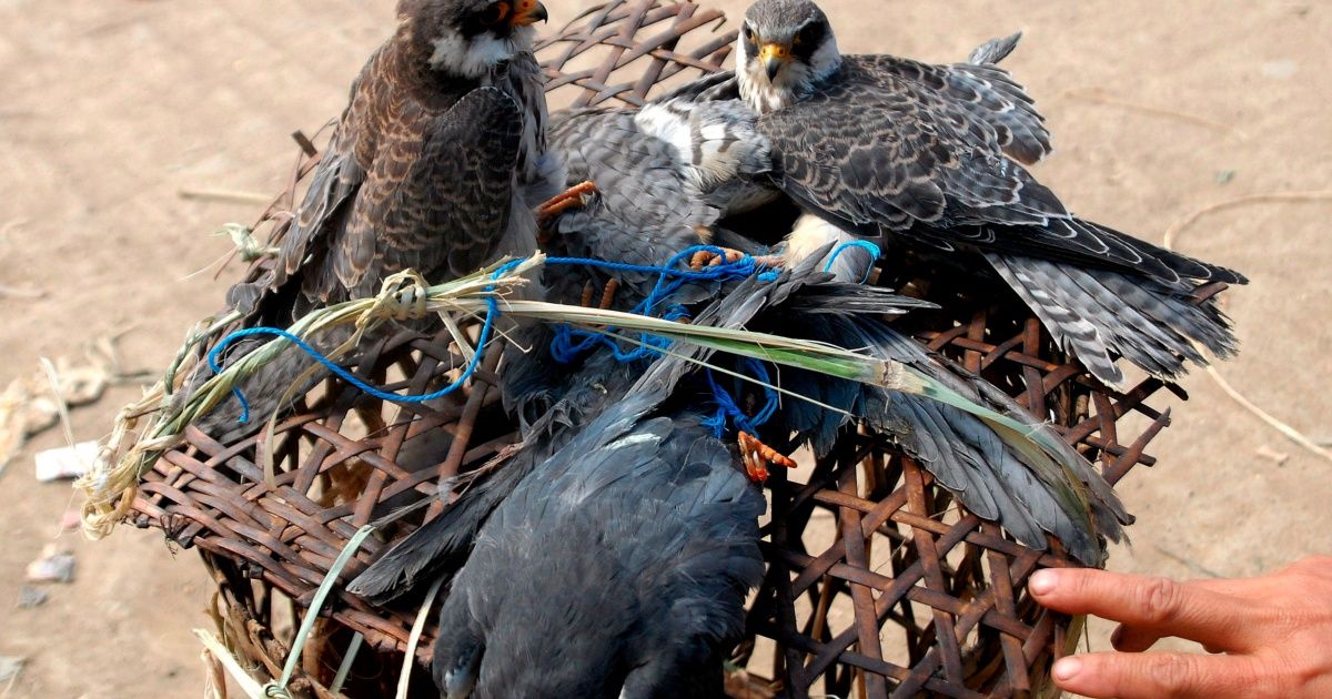 "Matar dos pájaros de un tiro"; exigen eliminar todas estos refranes