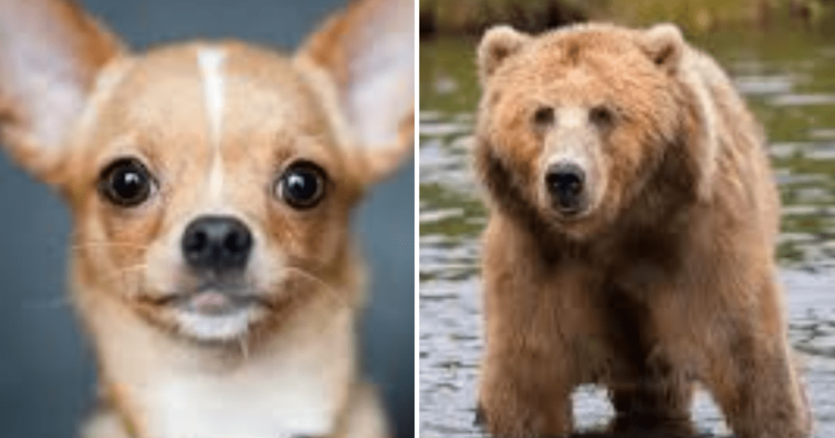 Perrito chihuahueño grave al salvar a su dueña de ataque de oso