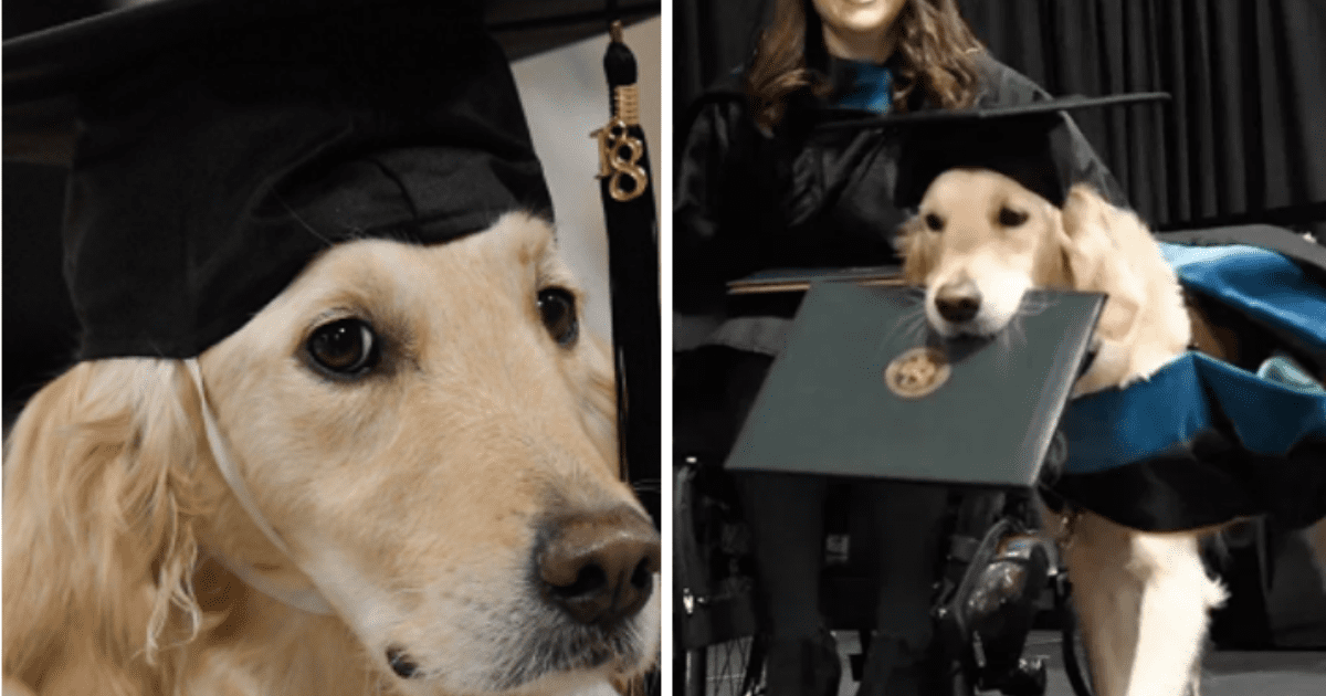 Perrito se gradúa en una maestría en EEUU