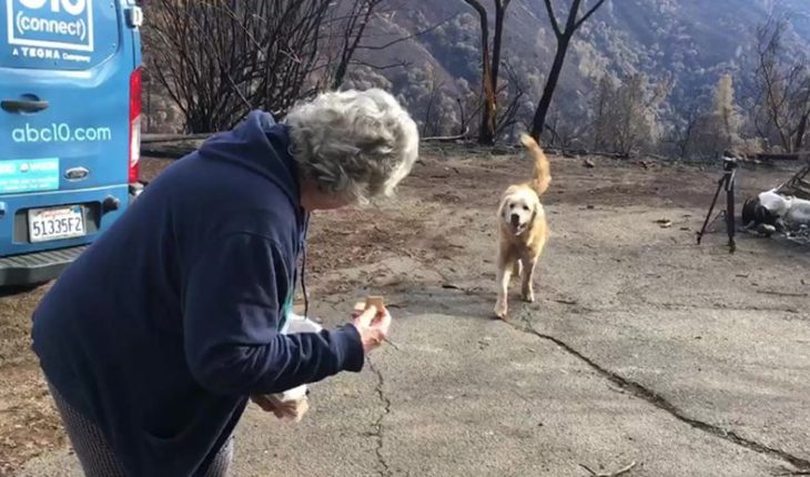 Perro sobrevivió a los incendios de California y cuidó la casa de su dueña durante un mes