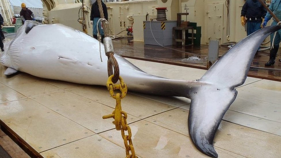 Por qué Japón insiste en cazar ballenas
