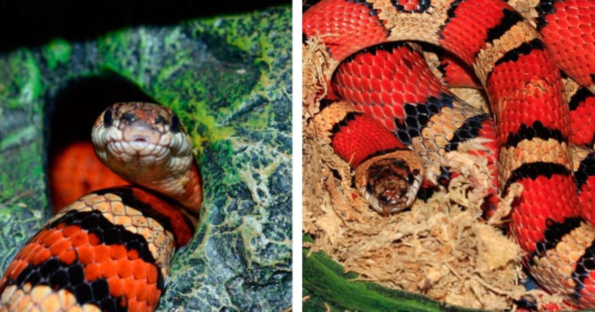Serpiente de coral albergó en su viente otra especie durante 43 años