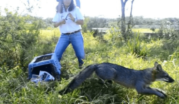 VIDEO: Bomberos de Colima rescatan zorro gris de patio de casa