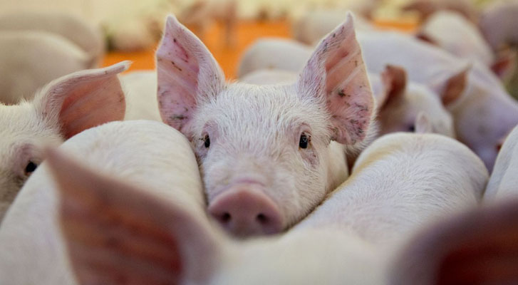 El corazón del cerdo podría ser una alternativa para trasplantarse a humanos