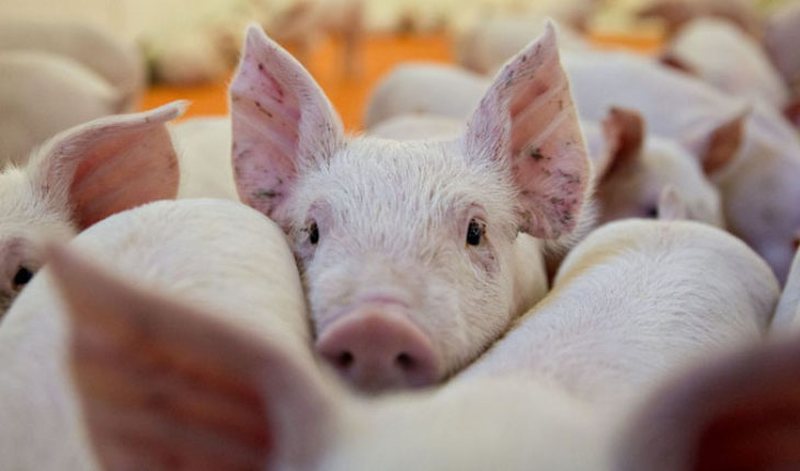 translated from Spanish: El corazón del cerdo podría ser una alternativa para trasplantarse a humanos